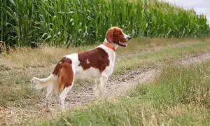 Seter irlandzki czerwono-biały stoi na ścieżce obok pola kukurydzy, gotowy do biegu.