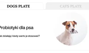 Jack Russell terrier z blistrem tabletek w pysku. Dowiedz się, jakie suplementy dla psa są najlepsze.