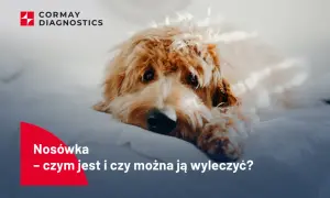 Smutny piesek leży na białym tle. Napis "Nosówka - czym jest i czy można ją wyleczyć?" sugeruje, jak wygląda nosówka u psa.