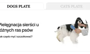 Pielęgnacja długiej, dwukolorowej sierści psa rasy cocker spaniel, szczotkowanej przez groomera.