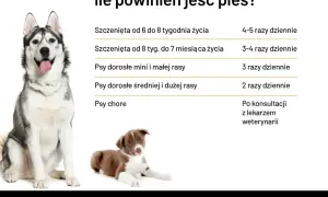 Tabela: ile powinien jeść szczeniak i pies dorosły. Husky i szczeniak border collie obok tabeli.