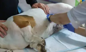 Weterynarz przygotowuje psa do kastracji, podając zastrzyk. Pies leży na stole zabiegowym.