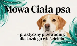 Mowa ciała psa: praktyczny przewodnik dla każdego właściciela. Poznaj fascynujące ciekawostki o psach i ich komunikacji.