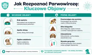Objawy parwowirozy u szczeniaka: brak apetytu, apatia, wymioty, biegunka, odwodnienie, gorączka. Szybka reakcja jest kluczowa.
