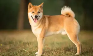 Uśmiechnięty shiba inu, z charakterystycznym zawiniętym ogonem, prezentuje swój wesoły shiba inu charakter na tle trawy i drzew.