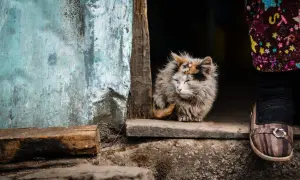 Smutny kot z **brakiem apetytu** siedzi przy drzwiach. Jego futro jest zmierzwione, a oczy przymknięte. Obok widać fragment nogi człowieka w kolorowych ubraniach i brązowych butach.