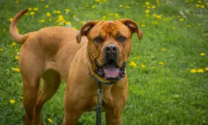 Potężny dog z bordeaux, z językiem na wierzchu, stoi na trawie pełnej żółtych kwiatów.