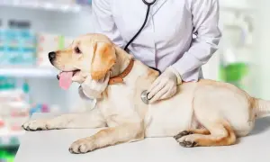 Weterynarz bada labradora. Pies nie sika, więc właściciel martwi się o jego zdrowie.