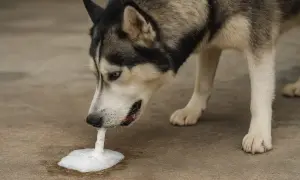 Husky pies wymiotuje wodą, tworząc pianę na ziemi.