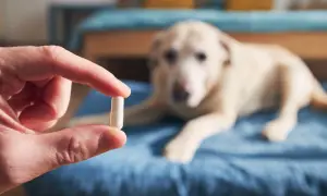 Dłoń trzyma kapsułkę, a w tle leży pies. Czy to paracetamol dla psa?