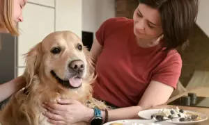 Złoty retriever z językiem na wierzchu, głaskany przez dwie kobiety. Na stole talerze z twarogiem i jagodami. Czy pies może jeść twaróg?