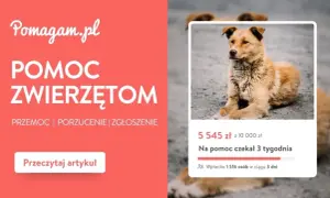 Szukasz informacji, gdzie zgłosić bezpańskiego psa na wsi? Artykuł na Pomagam.pl wyjaśnia, jak pomóc zwierzętom w potrzebie.