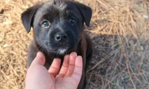 Czarny, słodki mieszaniec labradora z kundlem, z białymi wąsikami, patrzy z ufnością na wyciągniętą dłoń.