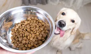 Zastanawiasz się, czy sucha karma może się zepsuć? Oto pełna miska dla radosnego golden retrievera, który czeka na swój posiłek.