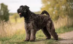 Bouvier des Flandres z kudłatym futrem stoi na tle łąki.