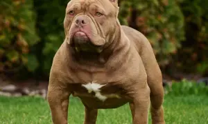 Potężny american bully xxl o brązowej sierści stoi na trawie, z dumą prezentując swoją muskularną sylwetkę.