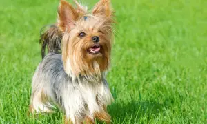 Uroczy yorkshire terrier z niebieską kokardką na głowie, wesoło merdający ogonkiem na zielonej trawie.