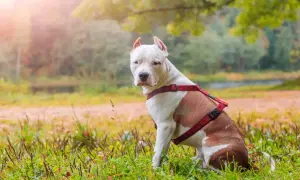 Piękny amerykański staffordshire terrier w czerwonej uprzęży siedzi na trawie, w tle jesienny park.
