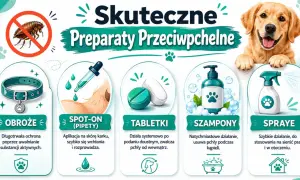 Jak pozbyc sie pchel? Grafika pokazuje obroże, spot-on, tabletki, szampony i spraye jako skuteczne preparaty przeciw pchłom dla psów.