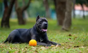 Potężny cane corso leży na trawie obok pomarańczowej piłki, gotowy do zabawy w parku.