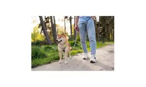 Shiba Inu na smyczy w parku, idealny przykład, jak nauczyć psa chodzić na smyczy.