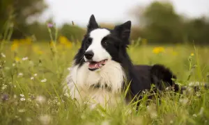 Inteligentny border collie z charakterystycznym czarno-białym umaszczeniem leży na łące pełnej kwiatów.