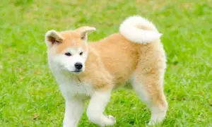 Uroczy szczeniak rasy akita inu bawi się na zielonej trawie, z charakterystycznym zakręconym ogonkiem.