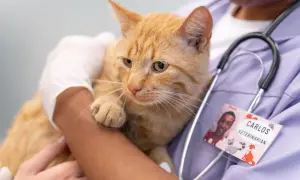 Pomarańczowy kotek w ramionach weterynarza, który bada jego stan zdrowia, być może z powodu padaczki u kota.
