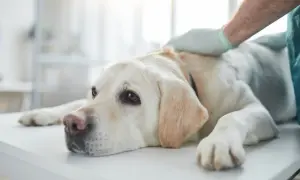Weterynarz bada guza u psa. Pies leży na stole, wygląda na smutnego.