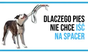 Pies się zapiera i nie chce iść na spacer, trzymając smycz w pysku.