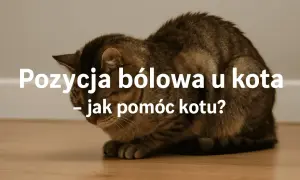 Chory kot zwinięty w kłębek, z opuszczoną głową, pokazuje typową pozycję bólową.