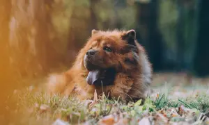 Puszysty pies rasy chow chow leży na trawie, z językiem na wierzchu.