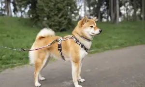 Shiba Inu, jedna z ras pierwotnych psów, na spacerze w parku.
