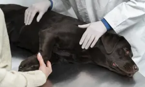 Weterynarz bada ciemnobrązowego psa, u którego podejrzewa się niedowład tylnych łap. Pies leży na stole, a weterynarz delikatnie go dotyka.