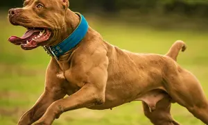 Mocny staffordshire bull terrier w niebieskiej obroży biegnie po trawie, z językiem na wierzchu.