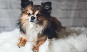 Uroczy piesek rasy chihuahua, z długą, brązowo-białą sierścią, leży na białym futerku. Może to być czas cieczki u psa, gdy szuka komfortu.