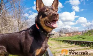 Wesoły owczarek australijski kelpie z językiem na wierzchu, stojący przy torach kolejowych w słoneczny dzień.