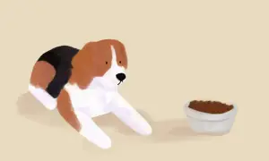 Beagle patrzy na miskę z karmą. Jak zachęcić psa do jedzenia suchej karmy? Może odrobina smaczka?
