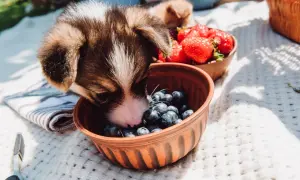 Szczeniak corgi wącha borówki, zastanawiając się, czy pies może jeść borówki. Obok miska z truskawkami.