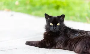 Czarny kot z żółtymi oczami leży na chodniku. Jego futro jest lekko przyprószone, co może sugerować, że miał niedawno **łupież u kota**.