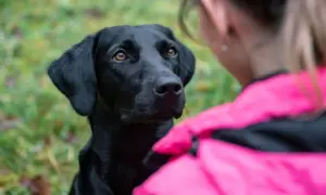 Czarny labrador patrzy z uwagą na dziewczynę w różowej kurtce. Zastanawiasz się, dlaczego pies chodzi za mną krok w krok? To znak miłości i przywiązania.