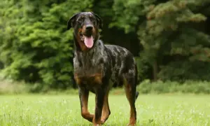 Piękny owczarek francuski beauceron z merle umaszczeniem, z językiem na wierzchu, stoi na zielonej łące.