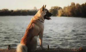 Akita amerykańska czarna, dumny pies siedzi nad wodą, wpatrując się w dal.