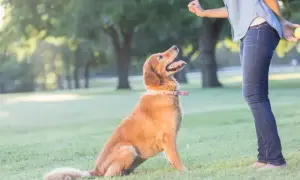 Złoty retriever siedzi na trawie, patrząc na swojego pana, który trzyma piłkę. To kluczowy moment w nauce, jak wychować labradora.