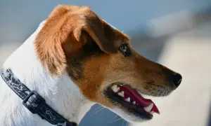 Portret Jack Russell Terriera z otwartym pyskiem. Wady tej rasy to m.in. nadmierna szczekliwość i upór.