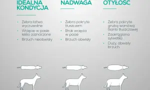 Porównanie sylwetek psów: idealna kondycja, nadwaga i otyłość. Nadwaga u psa objawia się brakiem wcięcia w pasie i obwisłym brzuchem.