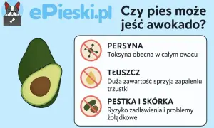Czy pies może jeść awokado? Grafika ostrzega przed toksyną, tłuszczem i pestką awokado, które są szkodliwe dla psów.