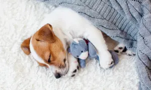 Szczeniak Jack Russell Terrier śpi wtulony w pluszowego misia pod szarym kocem. To piękny przykład, jak pies okazuje zaufanie, czując się bezpiecznie i kochany.