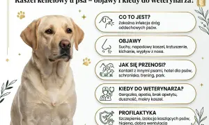 Labrador z kaszlem kenelowym, który może wywołać odruch wymiotny. Objawy: suchy kaszel, kichanie, gorączka.