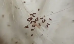 Zbliżenie na sierść, gdzie widać liczne, drobne, brązowe owady. Tak wyglądają pchły w powiększeniu, przyczepione do włosków.